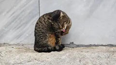 Samo pogledajte ova lica: šarmantne mačke iz Istanbula koje je zabilježio naš fotograf