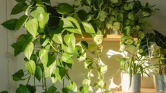 Zadivljujući efekt uz minimalan trud: kako Potos transformira prostor