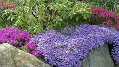 Najbolje nisko rastuće trajnice za prednji plan: cvjetnjak jednostavan za održavanje